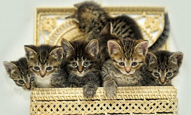 kittens work on blogs