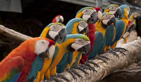 Parrots lining up. That's a joke.