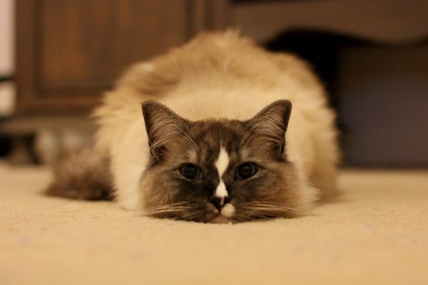 Ragdoll cat