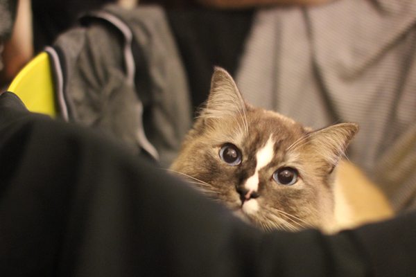 Gato Ragdoll jugando