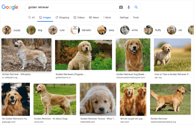 A google image search of golden retrievers 