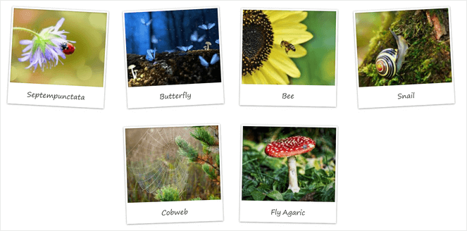 Foogallery Polaroid gallery layout - Blog Tyrant Foogallery Polaroid gallery layout